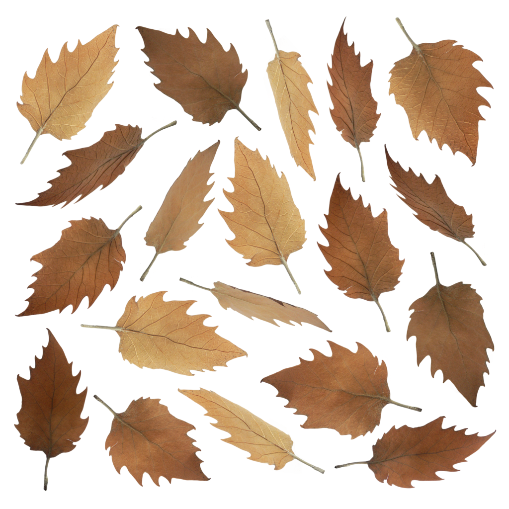 divotomezove leaves 8926286 1920